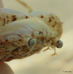 Cycloachelous granulatus