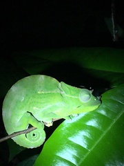 Trioceros deremensis