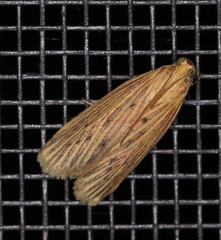 Lepidoptera