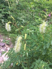 Sanguisorba dodecandra