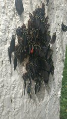 Pereute charops charops