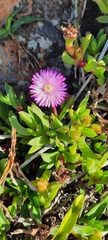 Ruschia promontorii