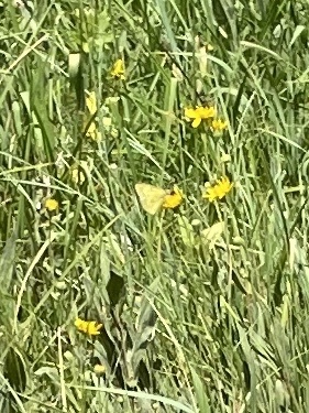 iNaturalist observation photo of Clouded Yellows