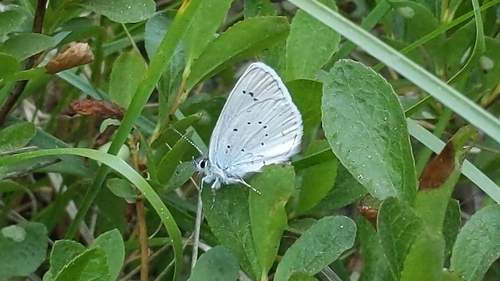Anna's Blue photo 6