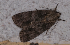 Lepidoptera