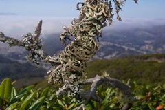 Hypogymnia schizidiata