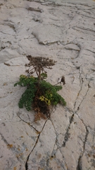 Daucus carota gummifer