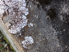 Caloplaca sideritis
