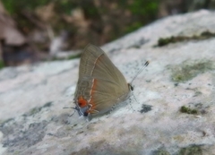 Electrostrymon hugon