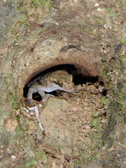 Nactus cheverti