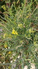 Coronilla juncea