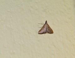 Dolicharthria punctalis