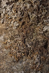 Hypogymnia schizidiata