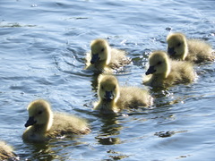 Branta canadensis