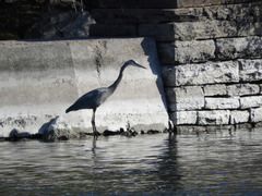 Ardea herodias
