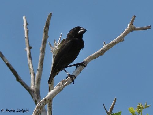 Geospiza magnirostris