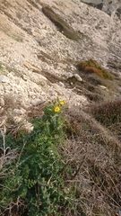 Sonchus asper glaucescens
