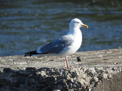 Larus argentatus