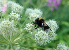 Bombus sporadicus