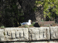 Larus argentatus