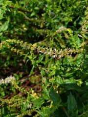 Halictus