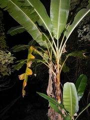 Musa banksii
