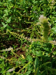 Halictus