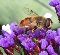 Eristalis tenax