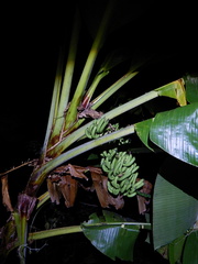 Musa banksii