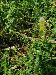 Halictus