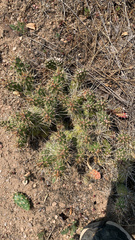 Opuntia fragilis