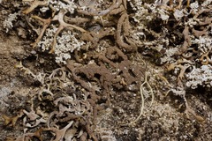 Hypogymnia schizidiata
