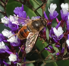 Eristalis tenax