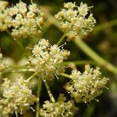 Cnidium cnidiifolium