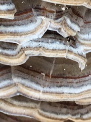 Trametes versicolor