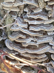 Trametes versicolor