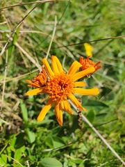 Jacobaea abrotanifolia