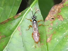 Cratichneumon w-album