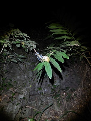 Alpinia caerulea
