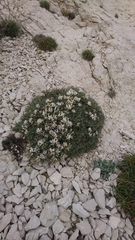 Astragalus tragacantha