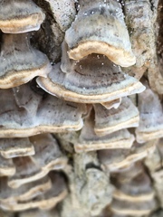 Trametes versicolor