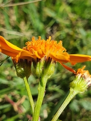 Jacobaea abrotanifolia