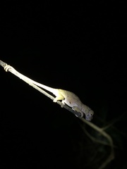 Chamaeleonidae