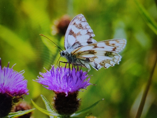 Melanargia galathea