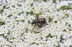 Trichiotinus affinis