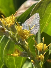 Satyrium semiluna