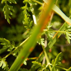 Cnidium cnidiifolium
