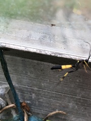 Amblyteles armatorius