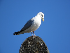 Larus argentatus
