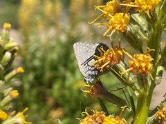 Satyrium semiluna